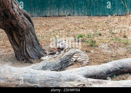 A white Bengal tiger cub lying on its back and resting in the tiger enclosure at the National Zoological Park Delhi, also known as the Delhi Zoo. Stock Photo