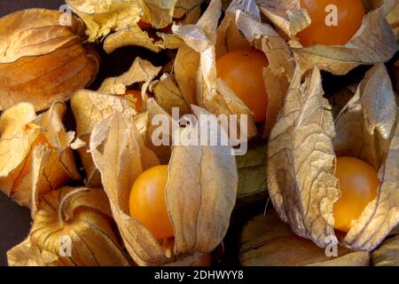 Cape Gooseberries or Ground Cherry (physalis peruviana) Stock Photo