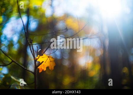 A single maple leaf that was falling to the ground during the autumn season, is caught in the limbs of a smaller tree on its descent. Stock Photo
