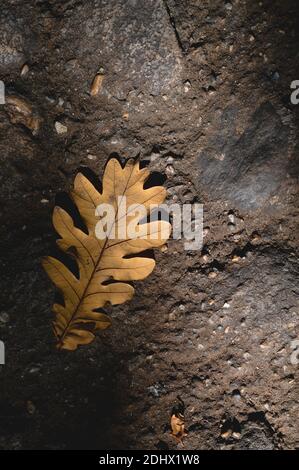 Oak leaf, dry oak leaf on the ground. Autumn leaf. Stock Photo