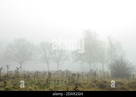 Ghostly trees in mist and fog in distance distance with foreground dead undergrowth in meadow against a white sky feeling lost and without hope. High Stock Photo