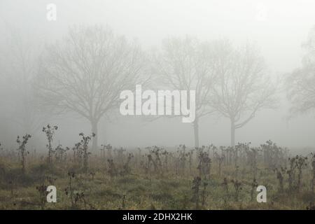 Ghostly trees in mist and fog in distance distance with foreground dead undergrowth in meadow against a white sky feeling lost and without hope. High Stock Photo