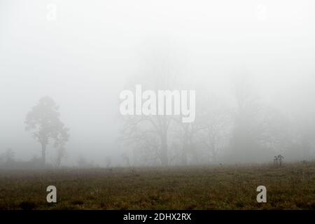 Ghostly trees in mist and fog in distance distance with foreground dead undergrowth in meadow against a white sky feeling lost and without hope. High Stock Photo