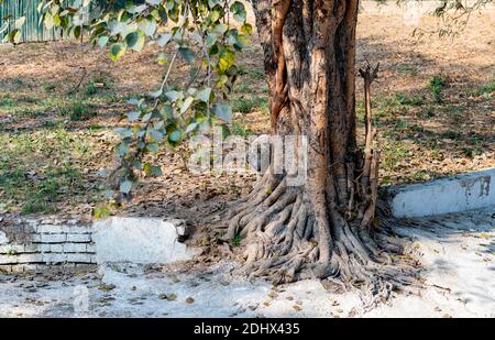 A white tiger cub hiding behind a tree in the tiger enclosure at the National Zoological Park Delhi, also known as the Delhi Zoo. Stock Photo