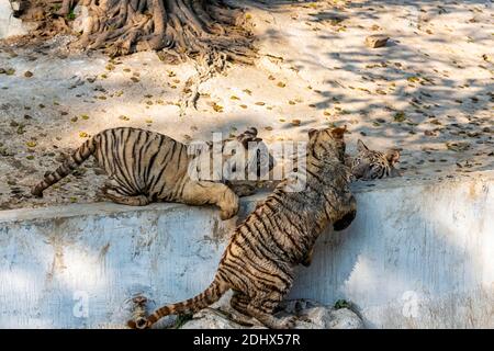 Three white Bengal tiger cubs playing with each other in the tiger enclosure at the National Zoological Park Delhi, also known as the Delhi Zoo. Stock Photo