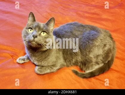 A Russian Blue cat sitting on a red bed sheet Stock Photo