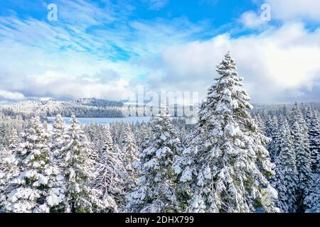 Peaceful snowy forest under a cloudy blue sky Stock Photo