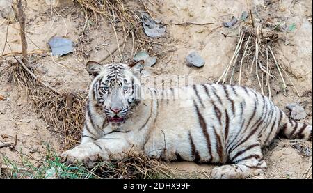 A white tiger cub, lying on its back & looking at the camera, in the tiger enclosure at the National Zoological Park, also known as the Delhi Zoo. Stock Photo