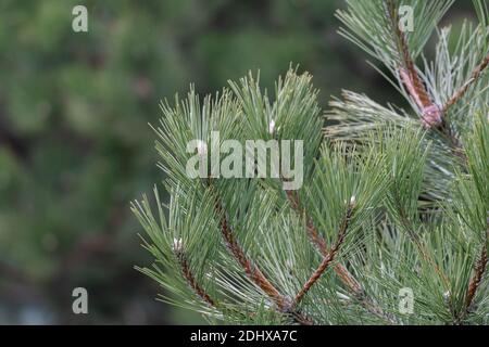The pine boughs and branches are still a vibrant green colour even in the winter season. Stock Photo