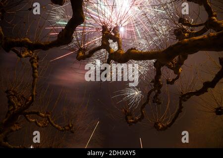 Plane trees with fireworks in the background on New Year’s Eve in Düsseldorf, Germany. Stock Photo