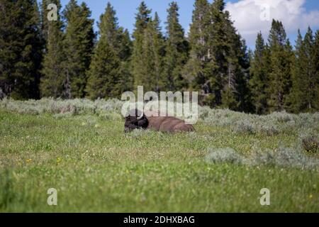 nature bison wildlife adventure Stock Photo