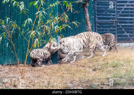 A female white tiger playing with her cubs inside the tiger enclosure at the National Zoological Park Delhi, also known as the Delhi Zoo. Stock Photo