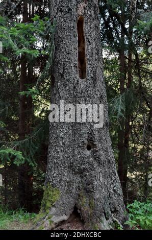 Close-up picture of an old pine trunk with holes in the bark made by birds for use as nests, Rila Mountain, Bulgaria Stock Photo