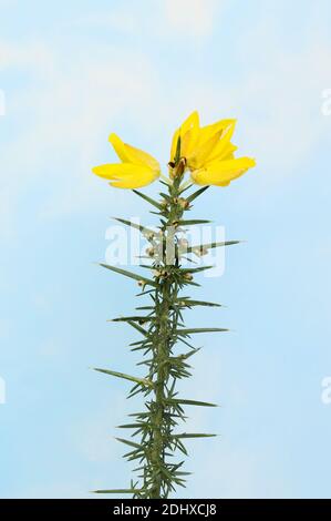 Flowering gorse against a blue sky with light cloud Stock Photo