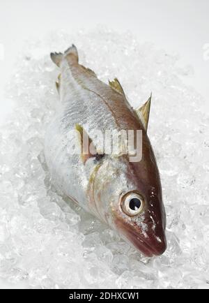 Whiting Merlangius Merlangus Fresh Fish Against White Background whiting-merlangius-merlangus-fresh-fish-against-white-background