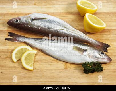 Whiting with Lemon, merlangius merlangus, Fresh Fishes Stock Photo
