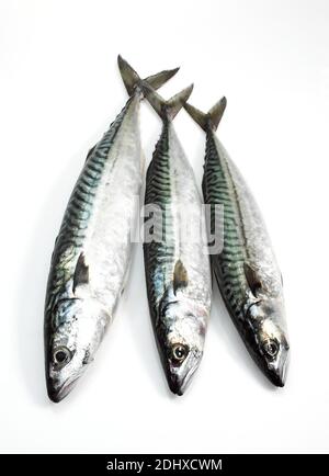 Mackerel, scomber scombrus, Fresh Fishes against White Background Stock Photo