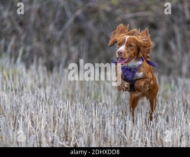 Loki the working cocker spaniel in full flight Stock Photo