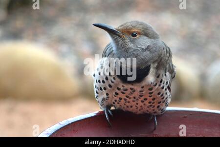 A red-shafted northern flicker (Colaptes auratus) attempts to drink from a frozen birdbath in a yard in Santa Fe, New Mexico. Stock Photo