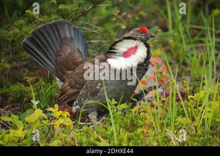 Male grouse Stock Photo