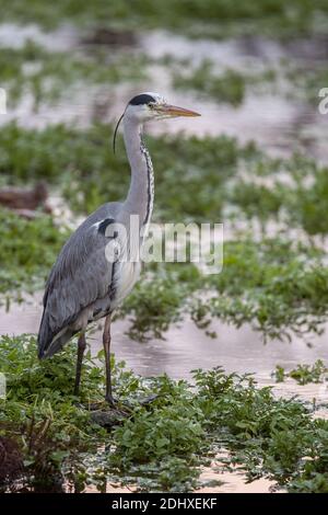 Grey heron sitting patiently for fish to swim by Stock Photo