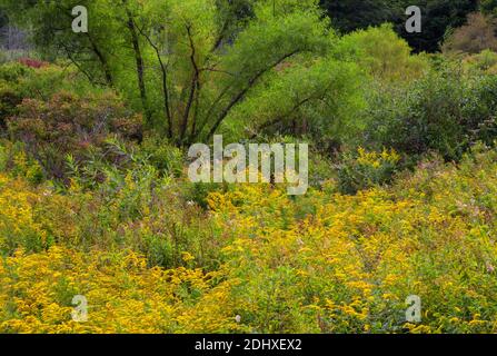 At the edge of a wetland and upland meadow a thicket has developed providing wildlife habitat in Pennsylvania’s Pocono Mountans. Stock Photo