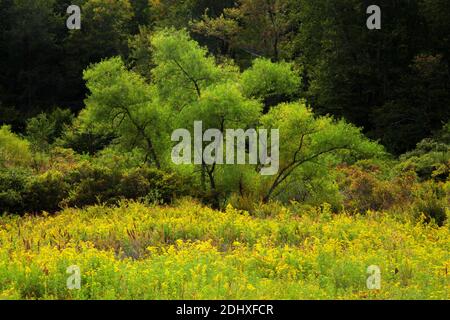 At the edge of a wetland and upland meadow a thicket has developed providing wildlife habitat in Pennsylvania’s Pocono Mountans. Stock Photo