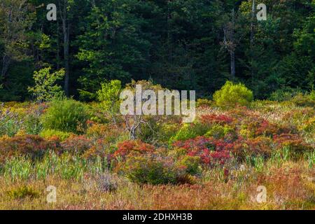 At the edge of a wetland and upland meadow a thicket has developed providing wildlife habitat in Pennsylvania’s Pocono Mountans. Stock Photo