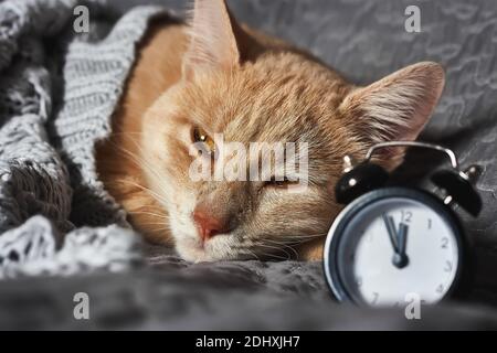 Cute ginger fur young cat sleeps near the alarm clock on gray blanket. Domestic cute kitten. Veterinary and Internatinal cat day concept. Selective fo Stock Photo