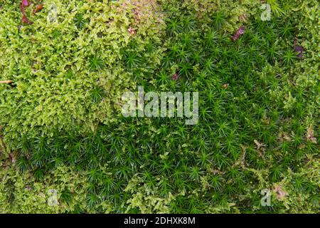 Close-up of a dense carpet of moss, probably Cypress-leaved plait-moss and Haircap moss Stock Photo