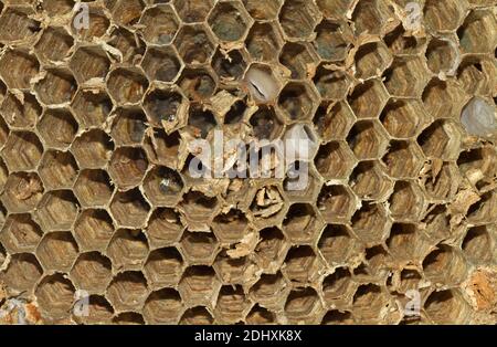 Close-up of the nest of the European hornet, consisting of hexagonal cells Stock Photo