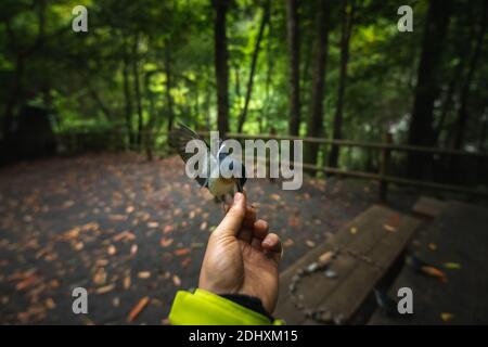 hand of person in the foreground with a bird with open wings eating from it Stock Photo