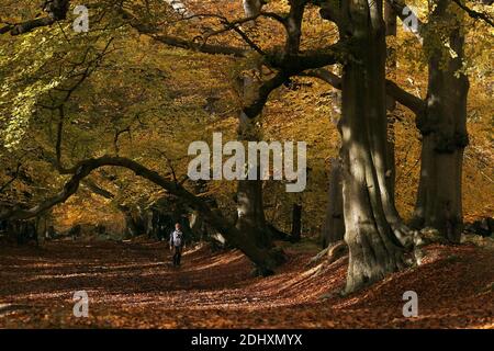GREAT BRITAIN / England Hertfordshire /Autumnal colours at Ashridge Estate