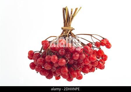 Bunch of red ripened berries of Viburnumor arrow wood on white background Stock Photo