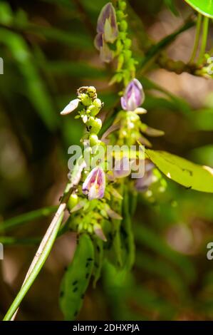 Tropical pink flower of Rosary Pea (Abrus precatorius) with ants on top Stock Photo
