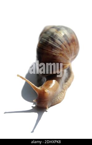 African Giant Snail (Lissachatina fulica) isolated on a white background Stock Photo