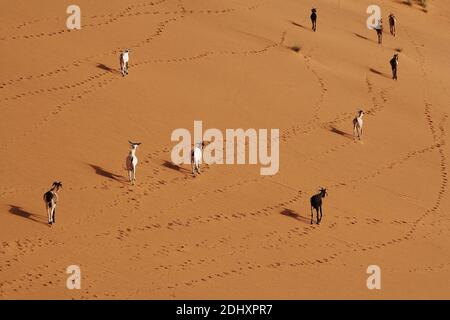 AFRICA/MALI / Gao/ Goats walking on to of the sand dune rose . Stock Photo