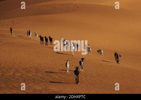 AFRICA/MALI / Gao/ Goats walking on to of the sand dune rose . Stock Photo