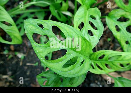 Vibrant Green Leaves with Many Holes of the Swiss Cheese Plant or Monstera Adansonii Stock Photo