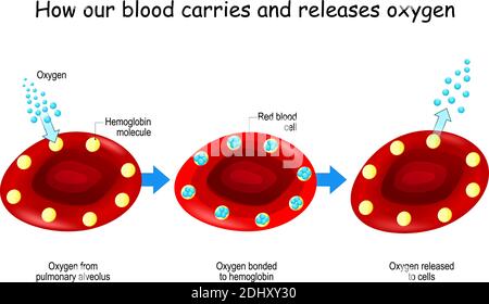 Oxygen and Hemoglobin. How our blood carries and releases oxygen. Red blood cells with hemoglobin molecule. concept Poster about Oxygen transport