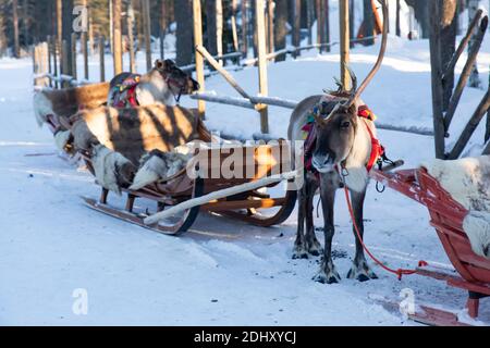 Reindeer sled tour in Santa Claus Village, in Rovaniemi, Lapland Finland Stock Photo