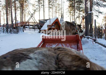 Reindeer sled tour in Santa Claus Village, in Rovaniemi, Lapland Finland Stock Photo