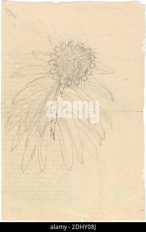 Protea Gaguedi, Luigi Balugani, 1737–1770, Italian, undated, Graphite on medium, slightly textured, beige laid paper, Sheet: 12 × 7 7/8 inches (30.5 × 20 cm Stock Photo