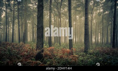 Pine Trees in Wheldrake Wood, York, North Yorkshire Stock Photo
