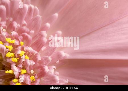 Macro shot of pink gerbera with stamens of trendy color illuminating as abstract natural background Stock Photo