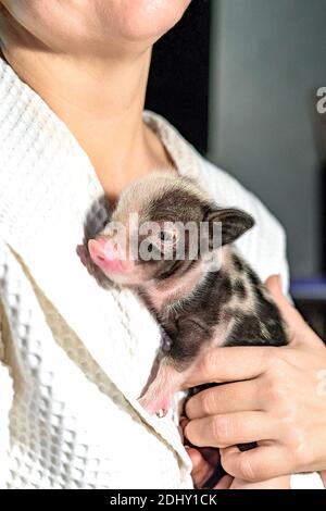 A caucasian woman's hands are clutching a small pig to her chest. Close-up view. Shallow depth of field.  Stock Photo