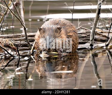 Muskrat stock photos. Muskrat in the water displaying its brown fur by a log , looking at camera and eating tree branch with a blur water background Stock Photo
