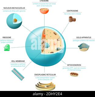 Cell anatomy. Structure and organelles of human's cell. Cross sections of animal cell: nucleus, nucleolus, mitochondria, centresome, golgi apparatus Stock Vector