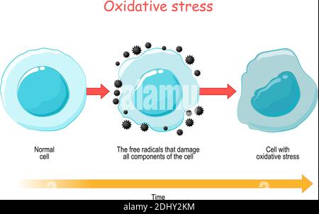 Oxidative Stress. Vector diagram Cell with free radicals. illustration for your design, educational, science and medical use Stock Vector