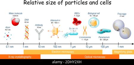 comparison of Relative size of particles and cells on biological scale. different sizes of biological cells, bacteria, and viruses Stock Vector